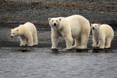 Famille 3